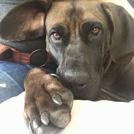 Close up head shot of a brown and black large breed dog with sleepy brown eyes and a huge front paw laying down on a person's lap who is wearing blue jeans. One ear is folded over and the other is sticking out to the side.